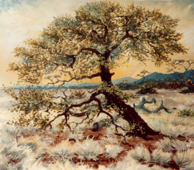Bild Kameldornbaum von Uli Aschenborn